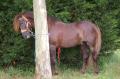  Le Maroc fete son Moussem a Evry-Bondoufle  - Les chevaux marocains Les Chevaux Marocains 078
